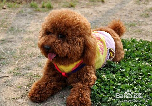 泰迪犬怎么变灰