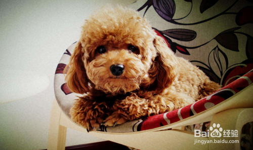 泰迪犬简笔画画法
