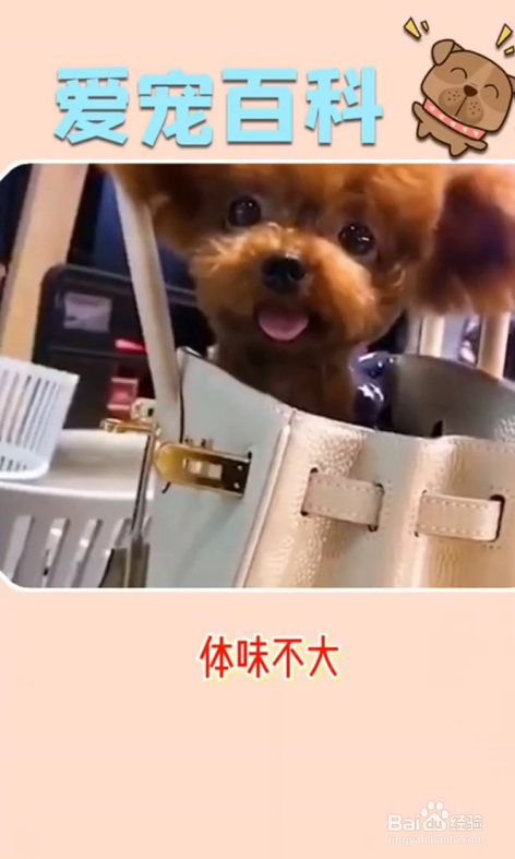 泰迪犬有哪些特点？