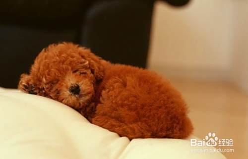 如何判断泰迪犬抑郁了