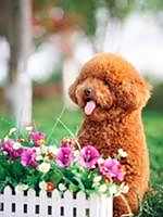 泰迪犬也需要多遛遛