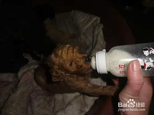 泰迪犬的饲养方法