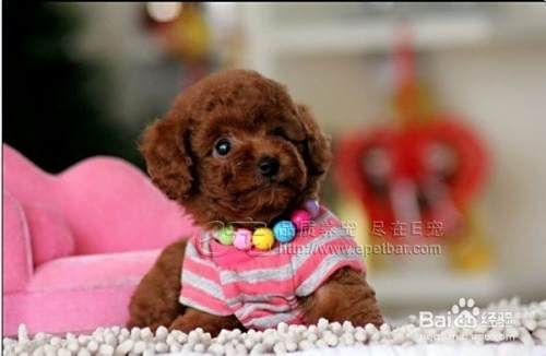 泰迪犬怎么养呢？