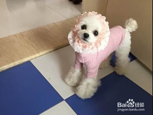 如何挑选漂亮的泰迪犬