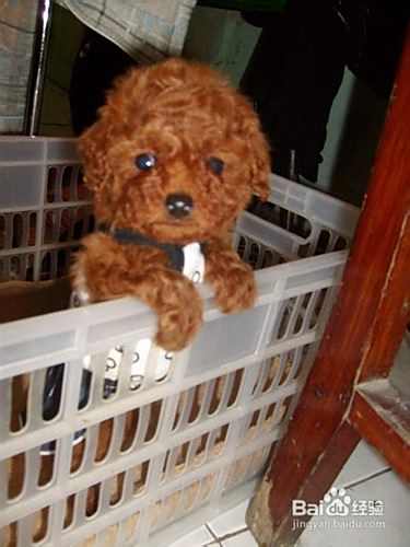 【乐趣】怎么鉴别纯种泰迪犬