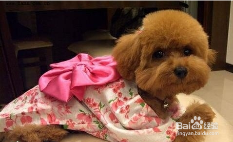 泰迪犬生病了怎么办