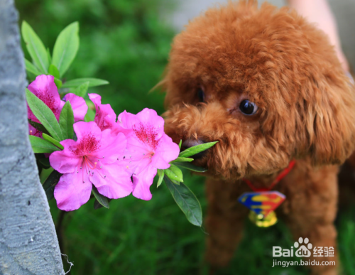泰迪犬流眼泪什么原因