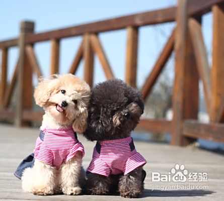 简单介绍比熊犬和泰迪犬