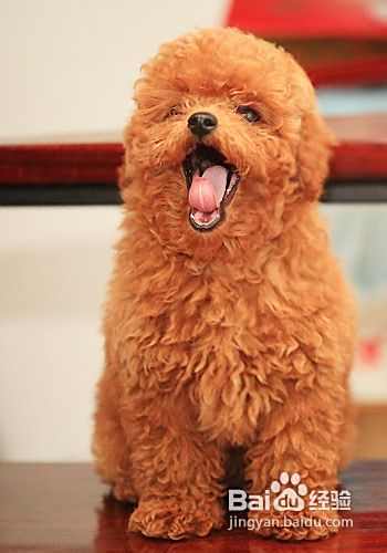 训练泰迪犬吃饭的三个原则