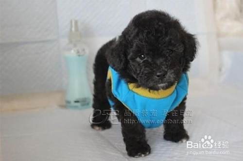 泰迪犬怎么养？