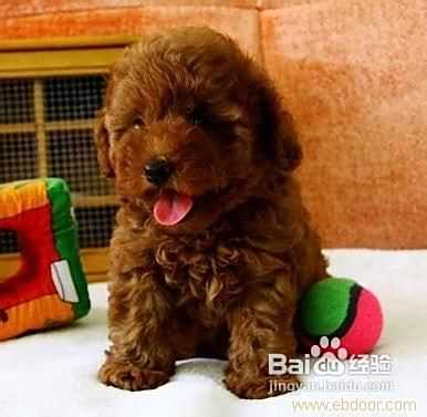 简单介绍比熊犬和泰迪犬