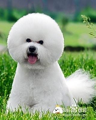 怎么鉴别泰迪犬与比熊犬