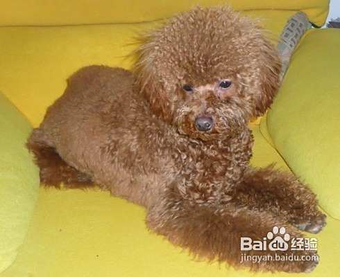 泰迪犬的肥胖隐患