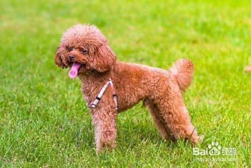 泰迪犬很瘦怎么办？