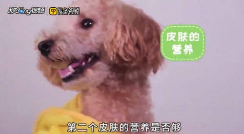 泰迪犬毛色变浅怎么办