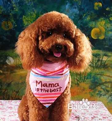 泰迪犬多少钱