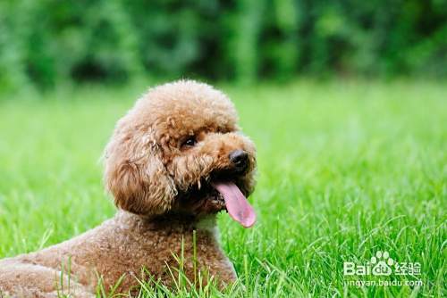 泰迪狗如何喂养 泰迪犬怎么喂养
