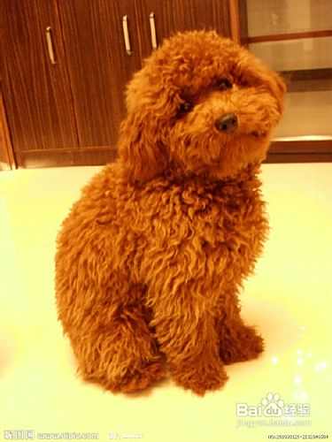 泰迪犬的肥胖隐患