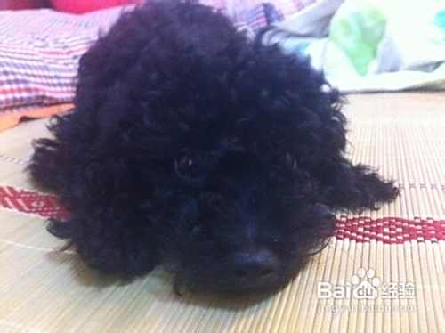 泰迪犬肠胃不适的具体表现
