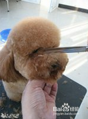 泰迪犬头部修剪教程