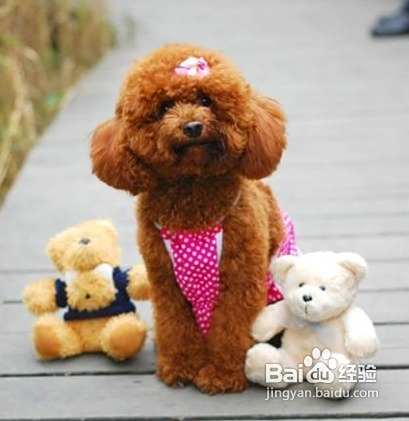 泰迪犬的口腔护理技巧