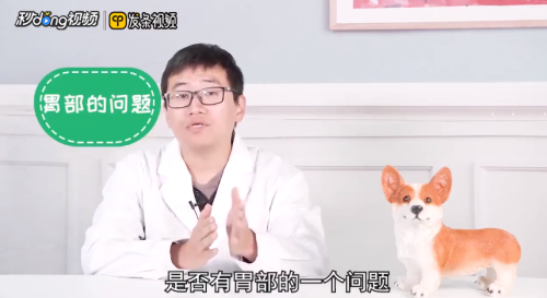 泰迪犬为什么爱呕吐