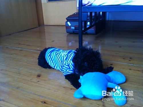 泰迪犬的喂养小疑问的解决