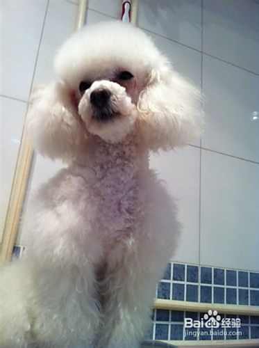怎样利用防御反射进行泰迪犬训练