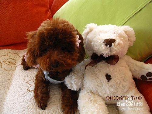 泰迪犬不吃饭怎么办呢