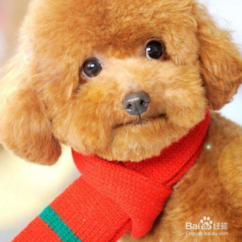 泰迪犬怎么把毛色如何变亮？