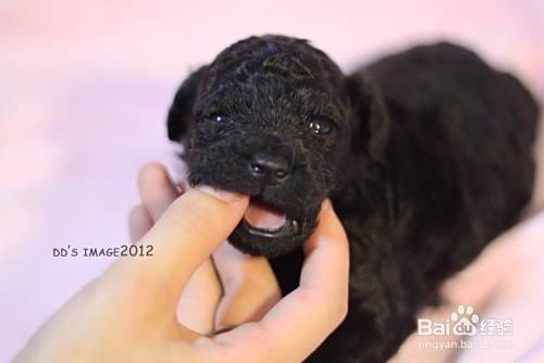 如何养好泰迪狗 怎么养好泰迪犬 泰迪怎么养