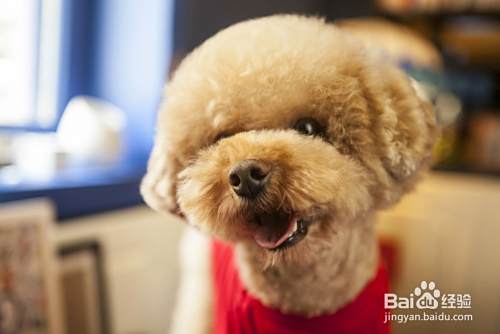 泰迪狗如何喂养 泰迪犬怎么喂养