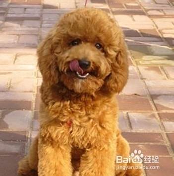 泰迪犬不吃饭怎么办呢