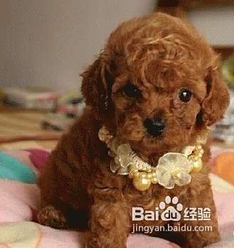 怎样让泰迪犬远离疾病