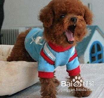 怎样与泰迪犬建立深厚的感情