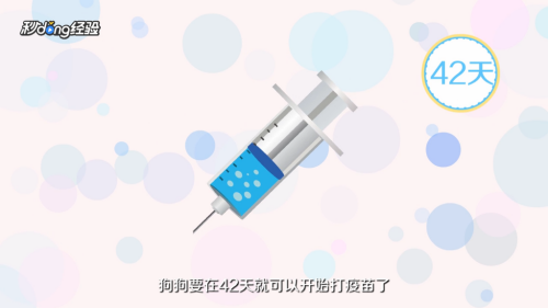 如何正确饲养泰迪犬