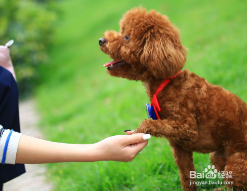 泰迪犬流眼泪什么原因