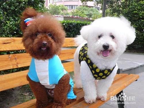 泰迪犬和比熊犬的区别
