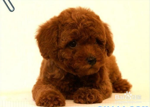 泰迪犬怀孕有什么症状