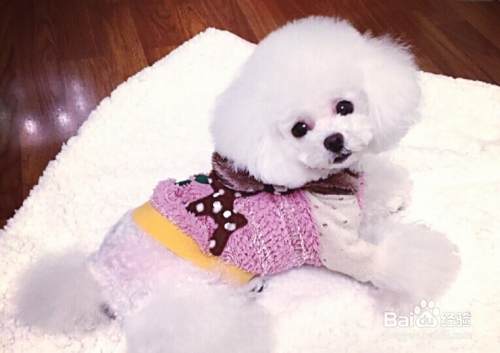 如何挑选漂亮的泰迪犬