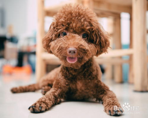 泰迪犬咳嗽是怎么回事