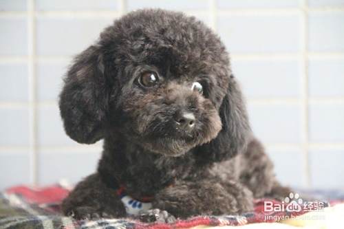 泰迪狗如何喂养 泰迪犬怎么喂养
