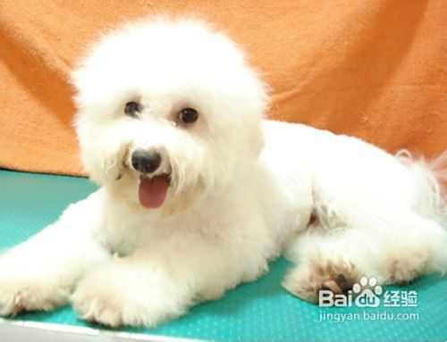 简单介绍比熊犬和泰迪犬