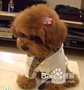 【乐趣】怎么鉴别纯种泰迪犬