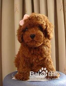 怎样与泰迪犬建立深厚的感情