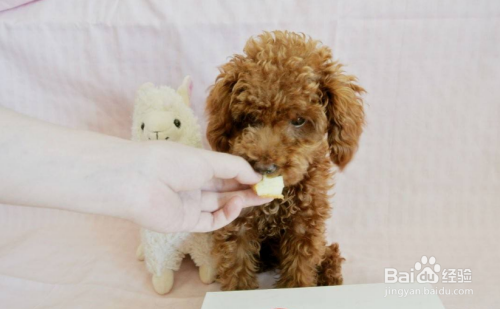 怎样养好泰迪犬