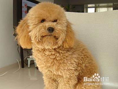 养泰迪犬的注意事项