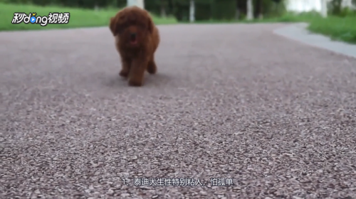 泰迪犬有哪些特点
