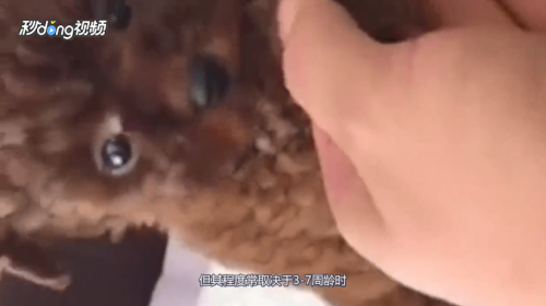 泰迪犬有哪些特点