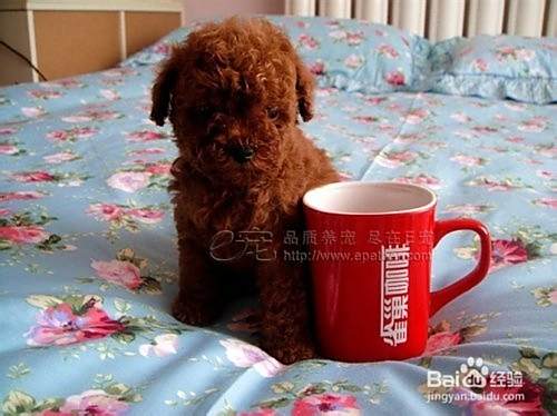 泰迪犬怎么养？